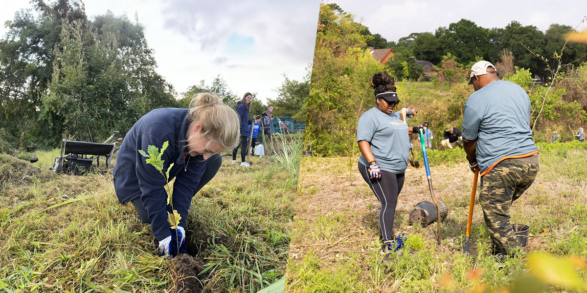 Thousands of Trees Planted on Both Sides of the Atlantic