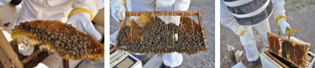 Protecting Bees & Maintaining Safe Operations